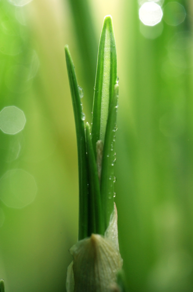 fresh green shoots spring sprouts background